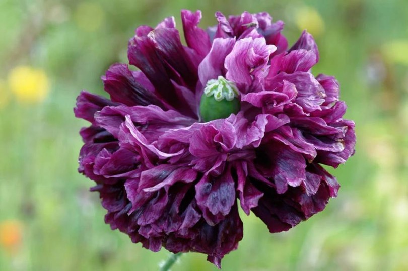 Double Violet Blush pipacs - díszpipacs, Papaver somniferum, virág